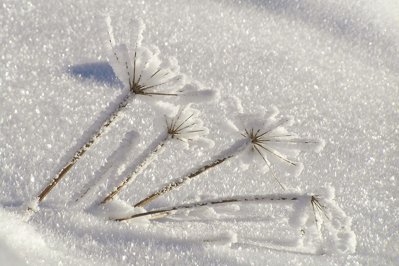 Snow with Chervil Snow with Chervil