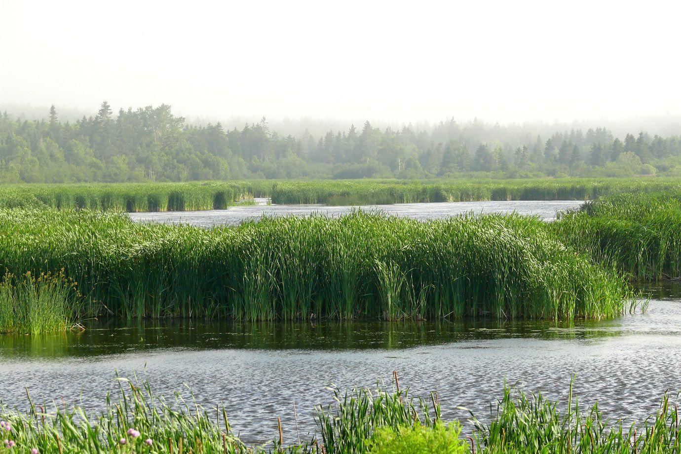 Reed Bed at a small standing water body
