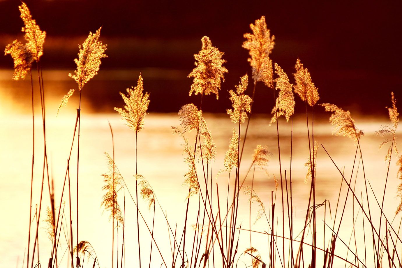 Glowing grasses in winter