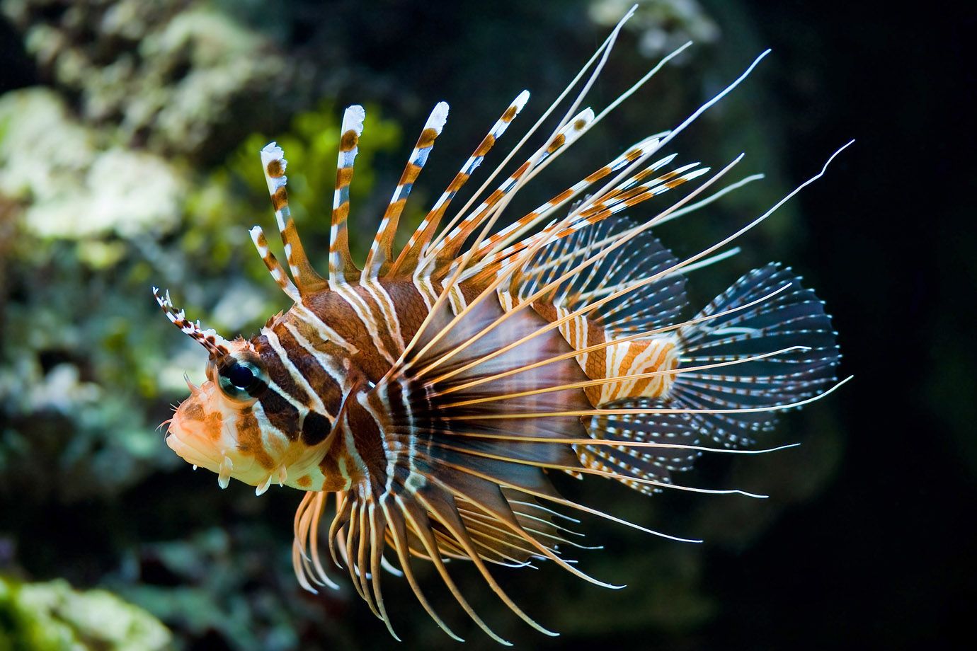 Broadbarred Firefish Broadbarred Firefish