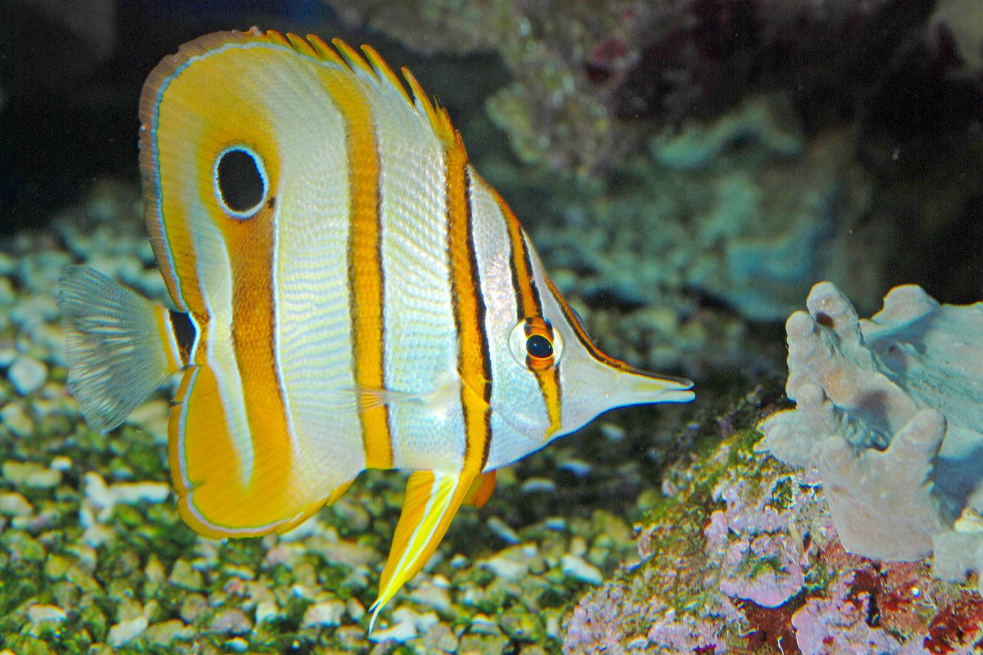 Copperband Butterflyfish
