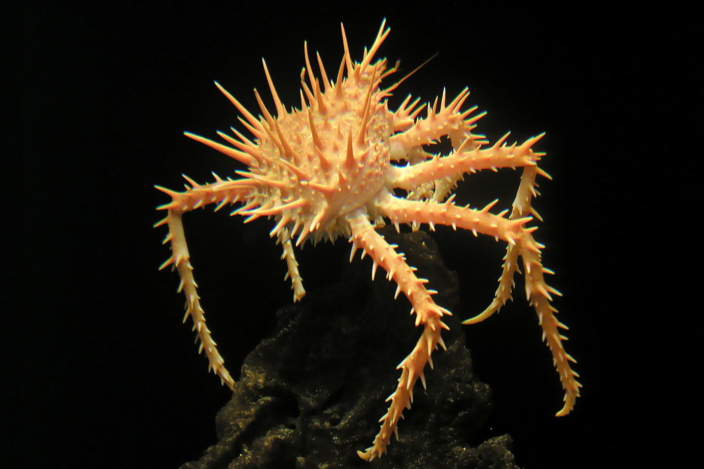 Californian King Crab (Paralithodes californiensis) Californian King Crab (Paralithodes californiensis)