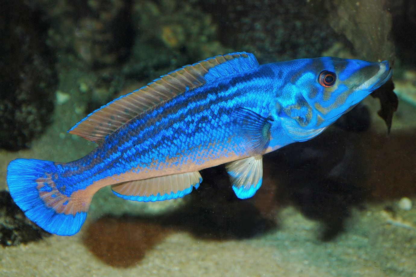 Cuckoo Wrasse (Labrus mixtus) Cuckoo Wrasse (Labrus mixtus)