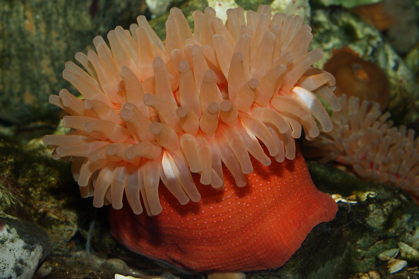 Dahlia Anemone (Urticina felina) Dahlia Anemone (Urticina felina)