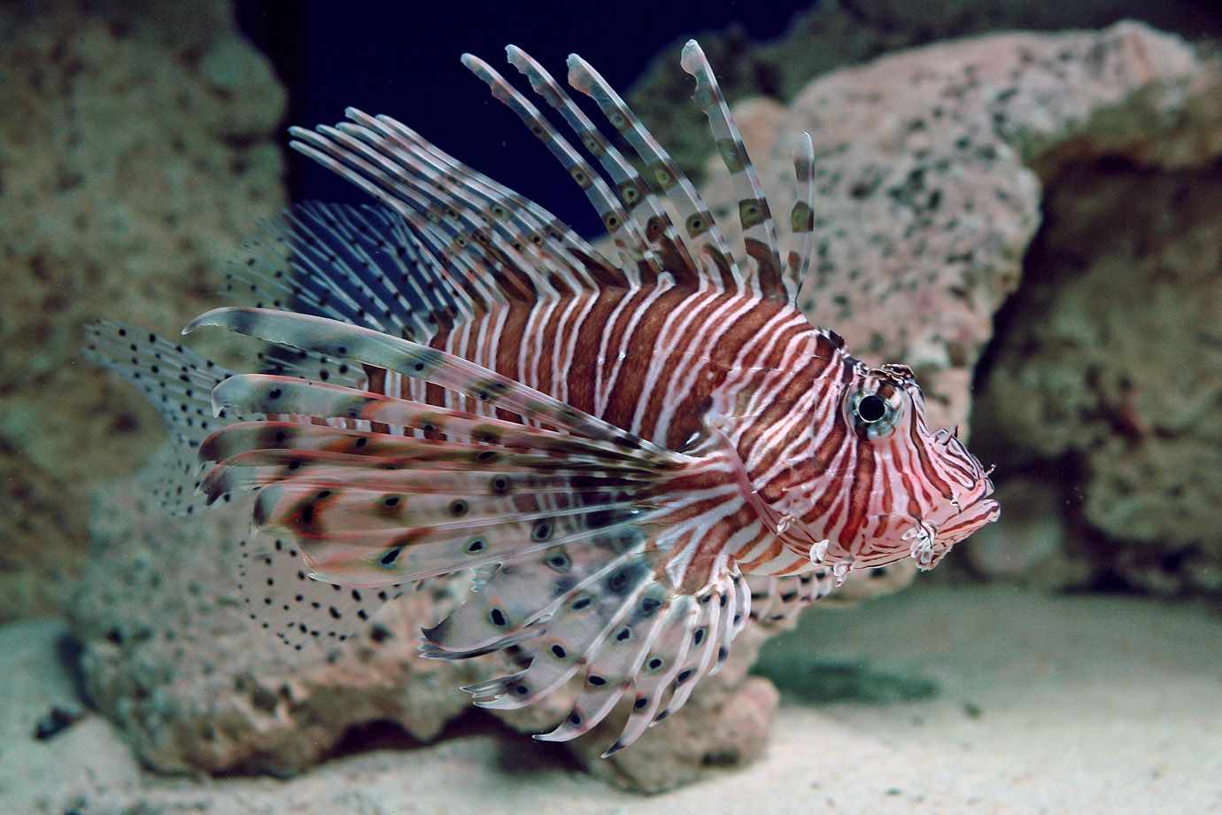 The Lionfish impresses by its luxurious and yet harmonious shapes The Lionfish impresses by its luxurious and yet harmonious shapes