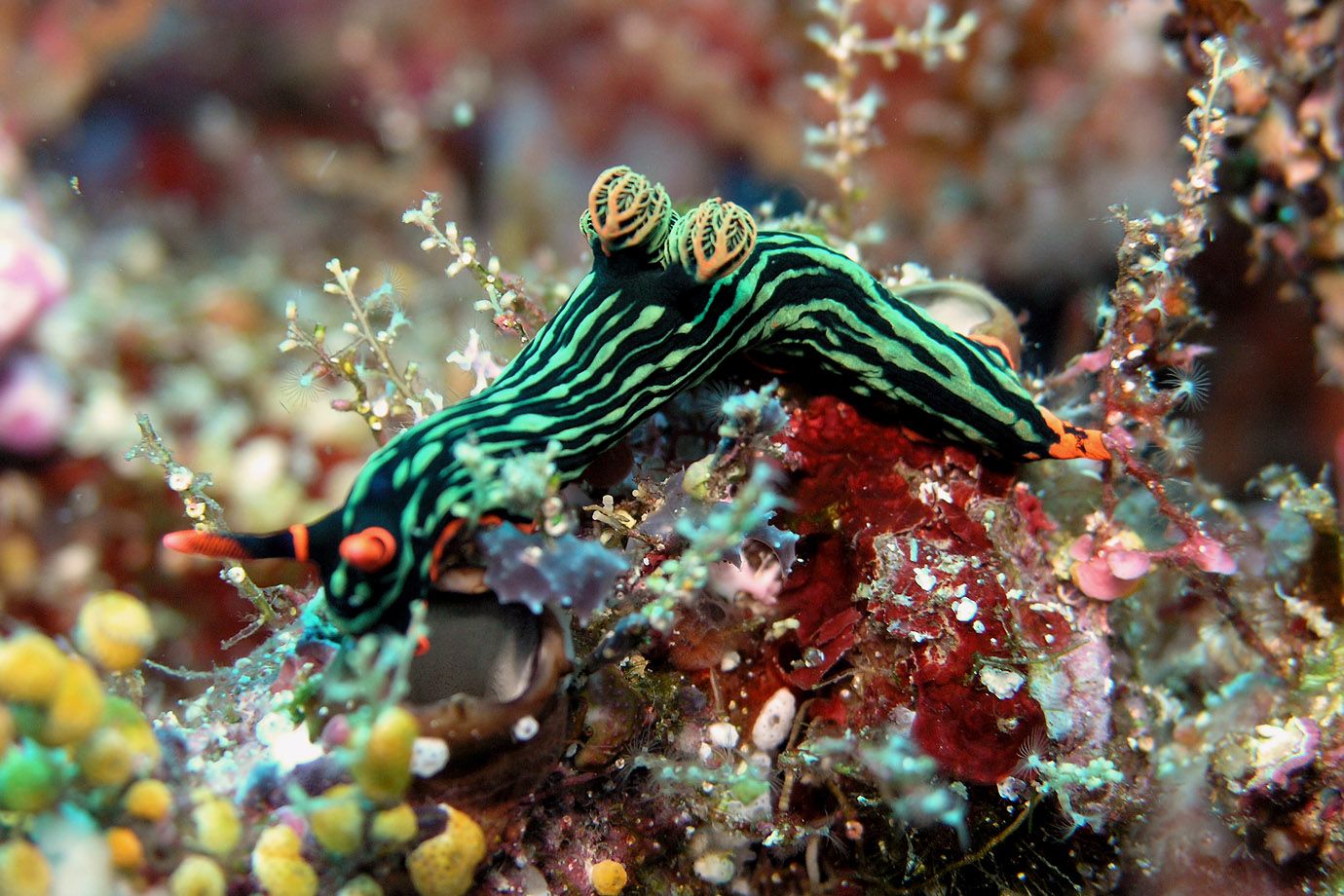 Nembrotha Kubaryana in the sea in front of Sulawesi. Nembrotha Kubaryana in the sea in front of Sulawesi.