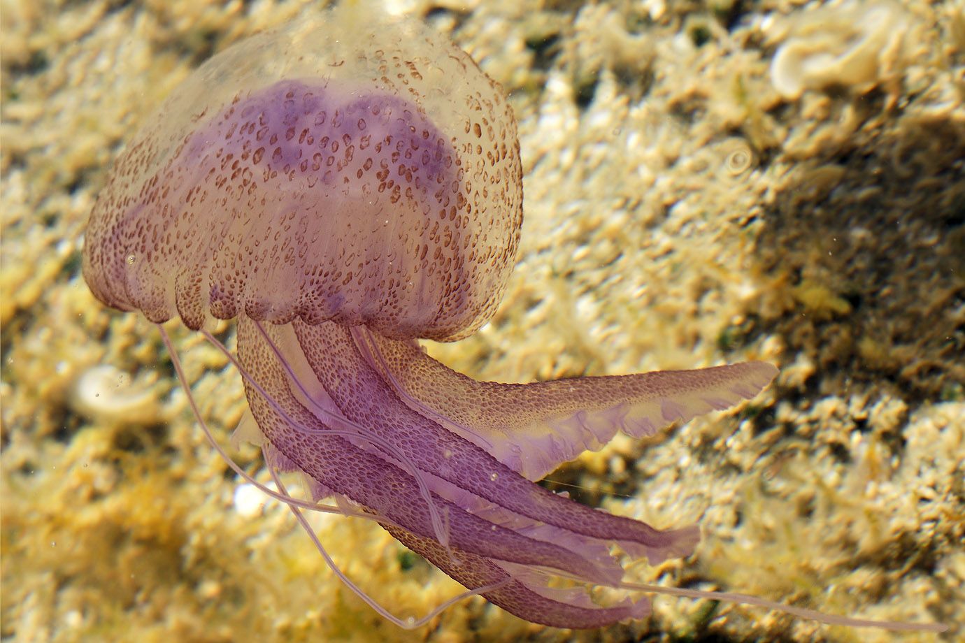 Pelagia noctiluca Pelagia noctiluca