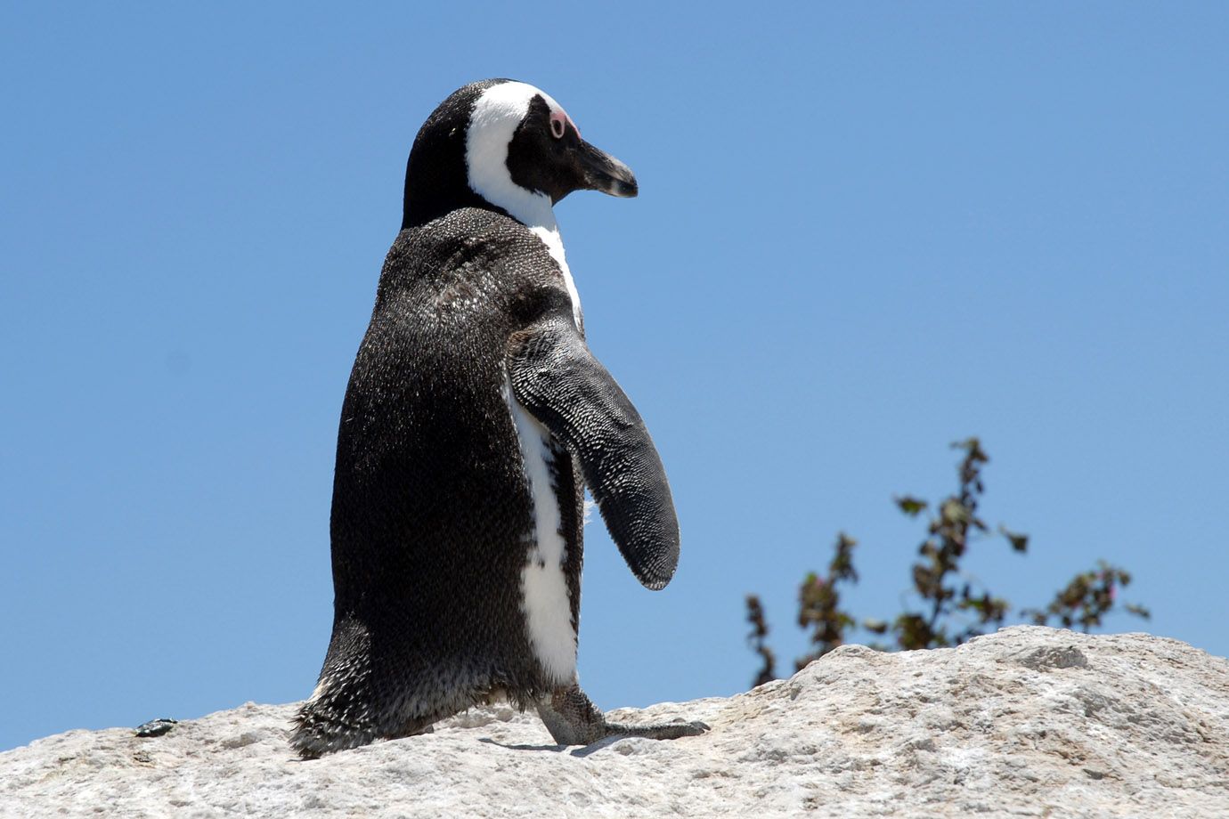 African Penguin at Cape Point African Penguin at Cape Point