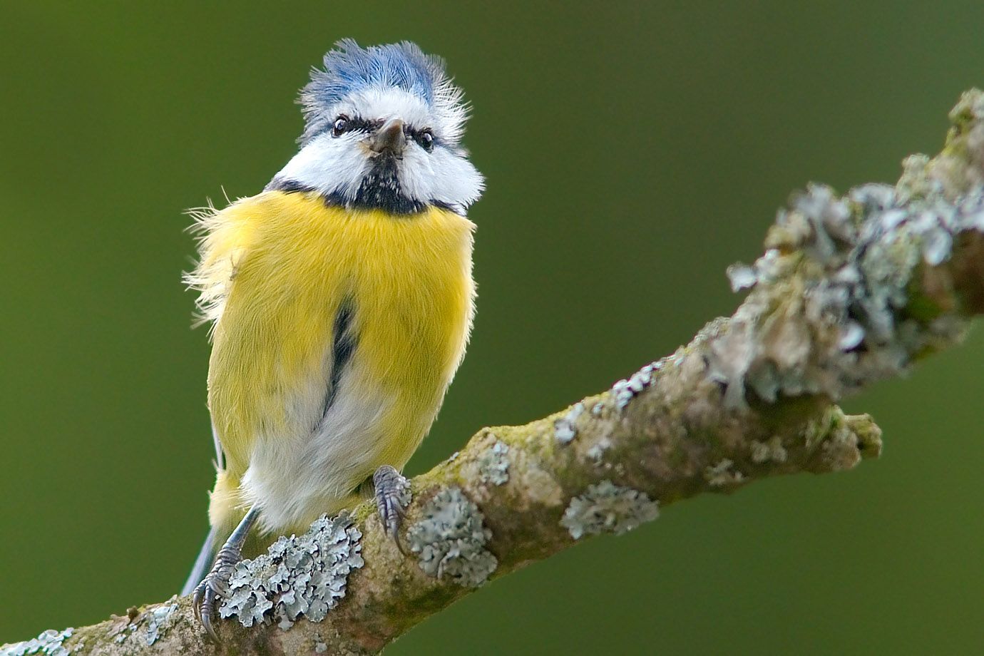 Blue Tit (Cyanistes caeruleus) Blue Tit (Cyanistes caeruleus)