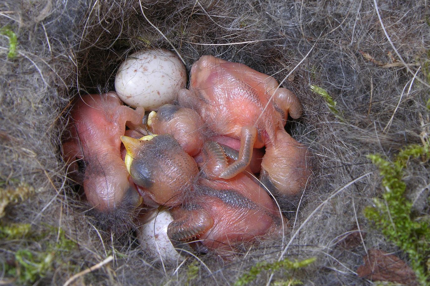 Coal Tit Chicks and eggs