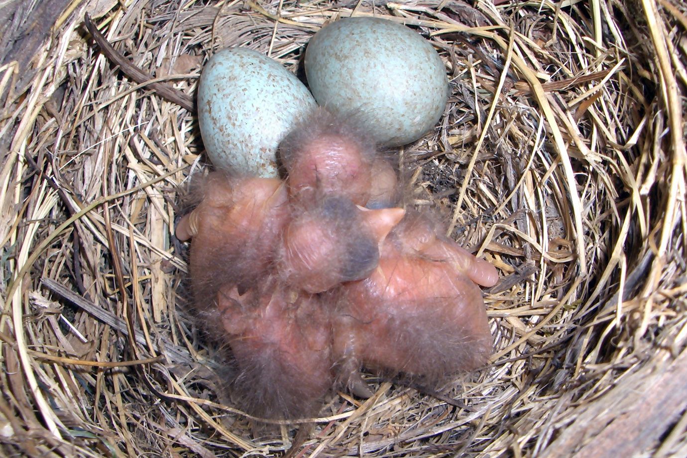 Common Blackbird Chicks in nest Common Blackbird Chicks in nest