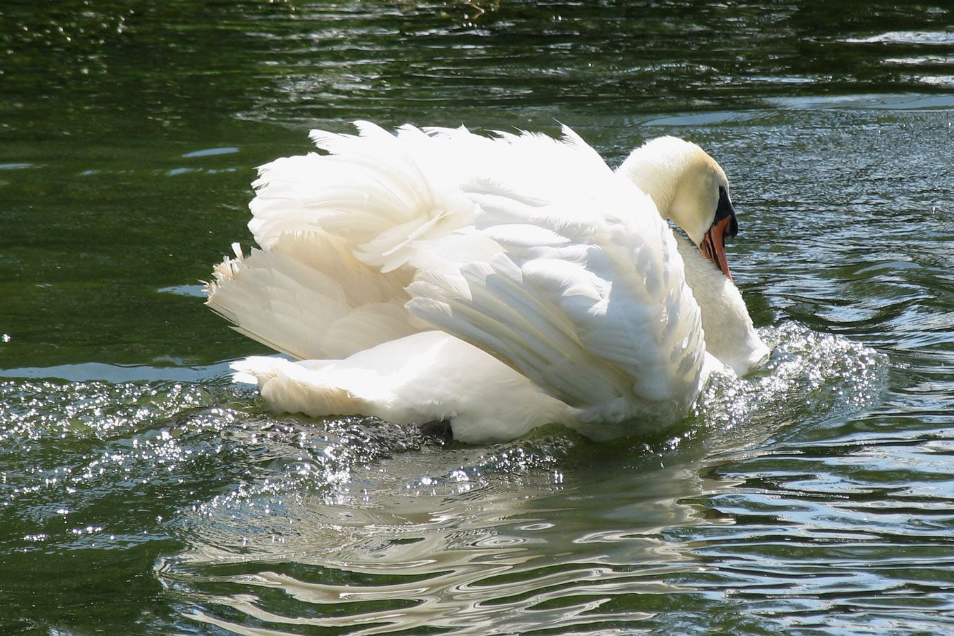 Mute Swan (Cygnus olor) Mute Swan (Cygnus olor)