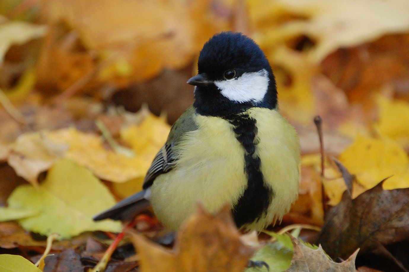 Great Tit (Parus major) Great Tit (Parus major)