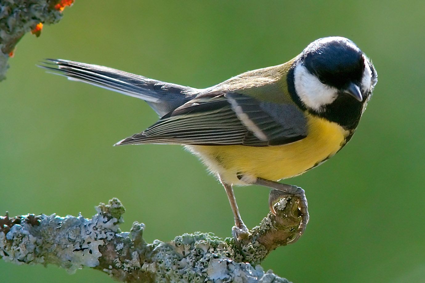 Great Tit (Parus major) Great Tit (Parus major)