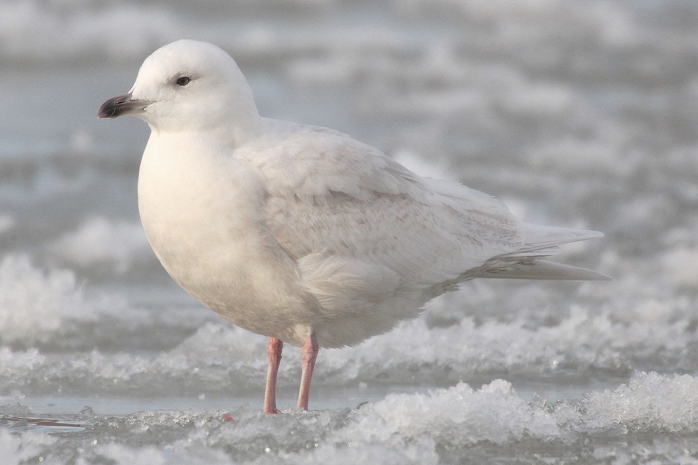 Iceland Gull in the icy water Iceland Gull in the icy water