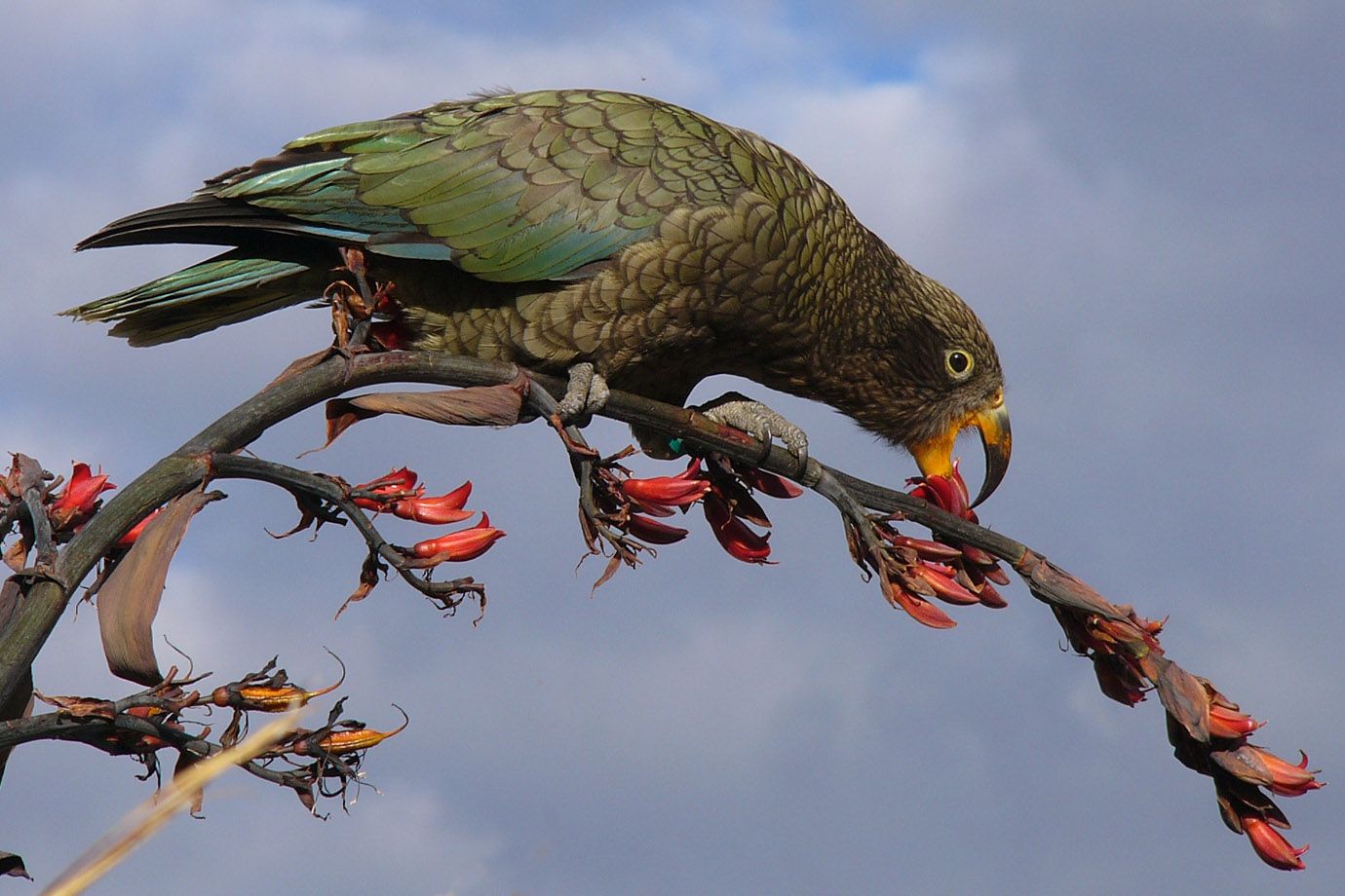 Kea on South Island of New Zealand Kea on South Island of New Zealand