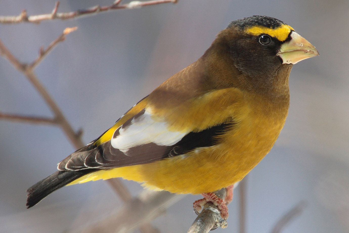 Male Evening Grosbeak in winter Male Evening Grosbeak in winter