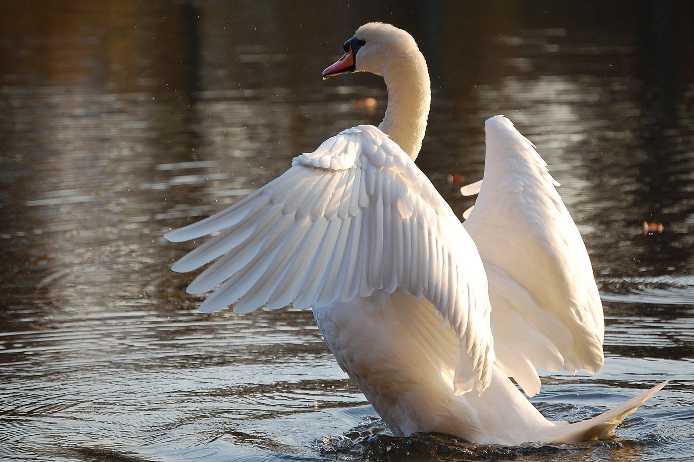 Mute Swan (Cygnus olor) Mute Swan (Cygnus olor)
