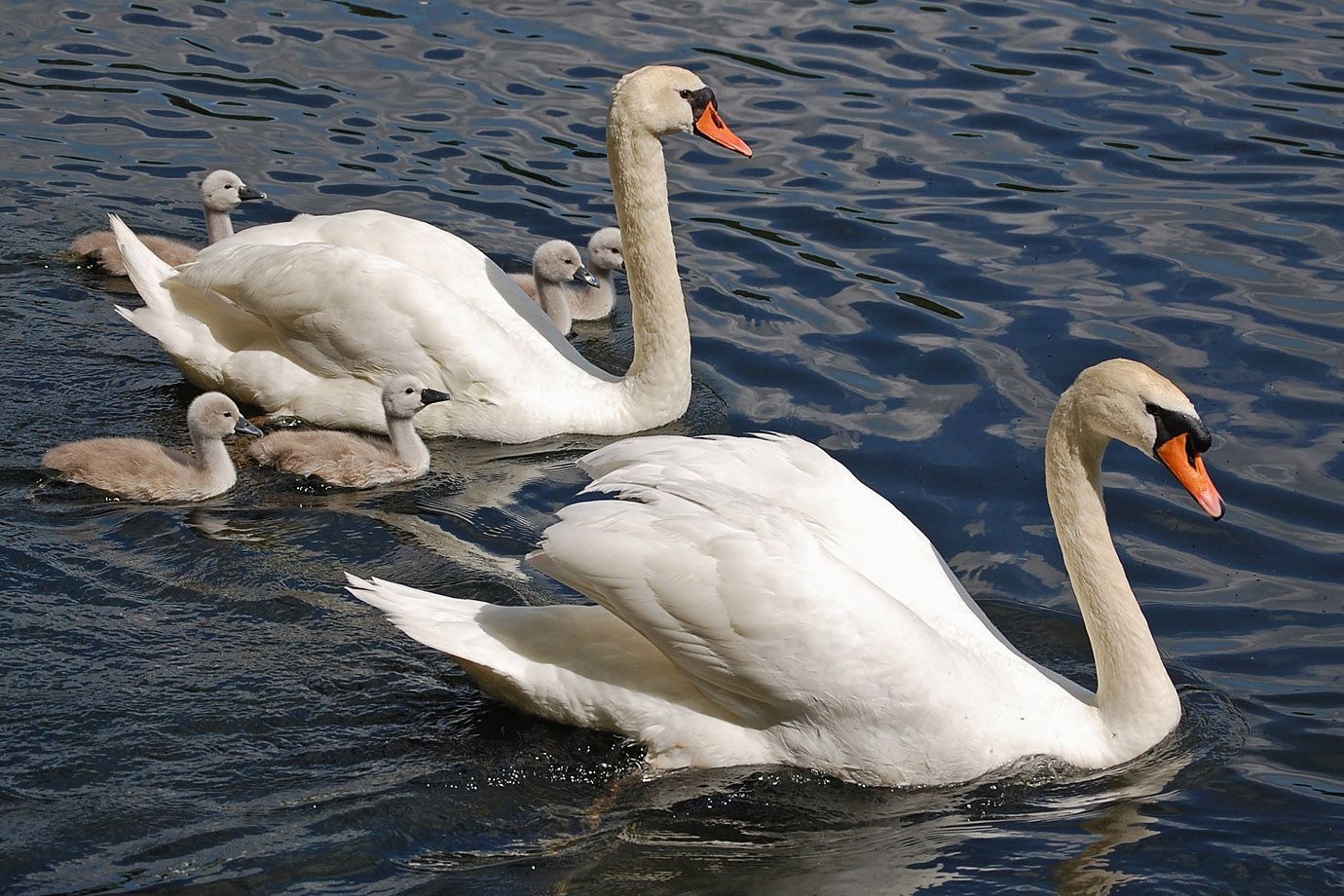 Mute Swans – brace with chicks. Mute Swans – brace with chicks.