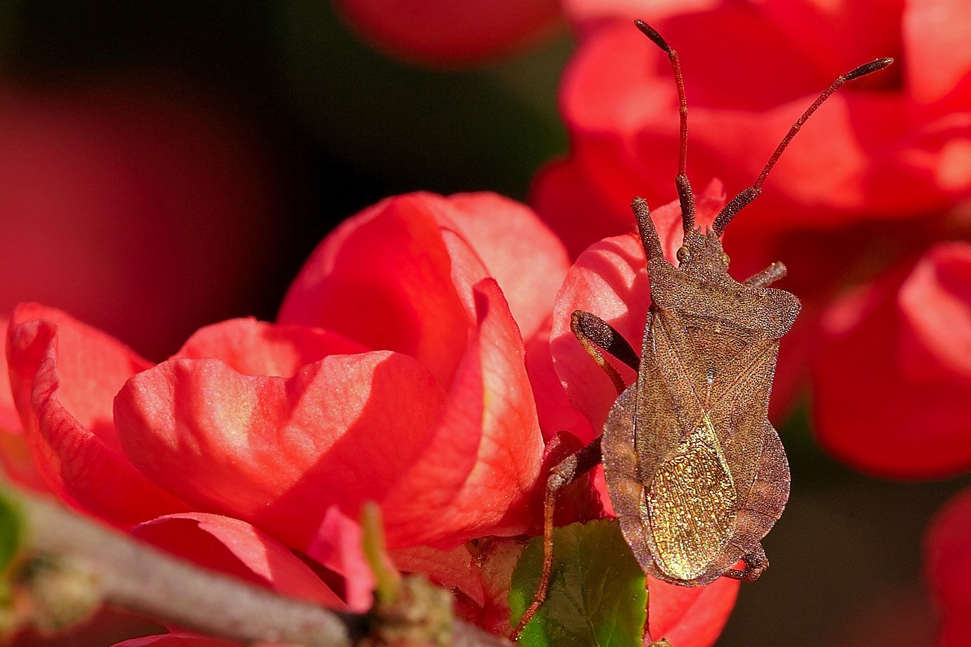 Syromastus rhombeus