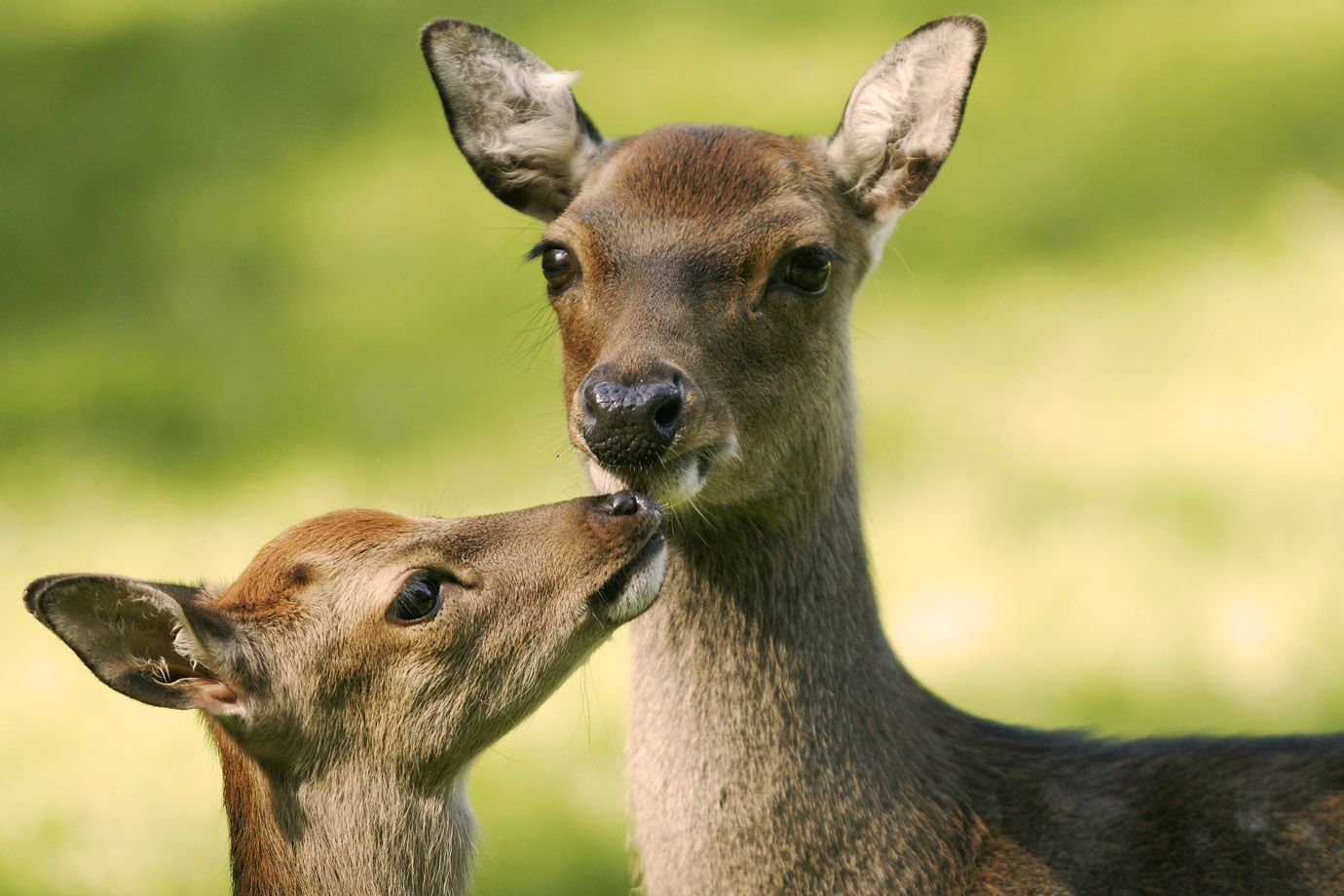 Naturally a Doe with kid is especially observing.