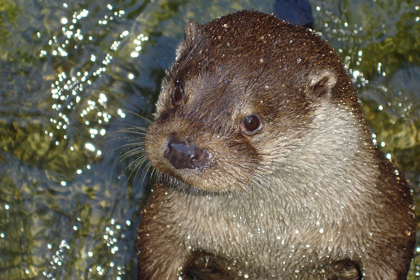 The water rolls off from the coat of the European Otter.