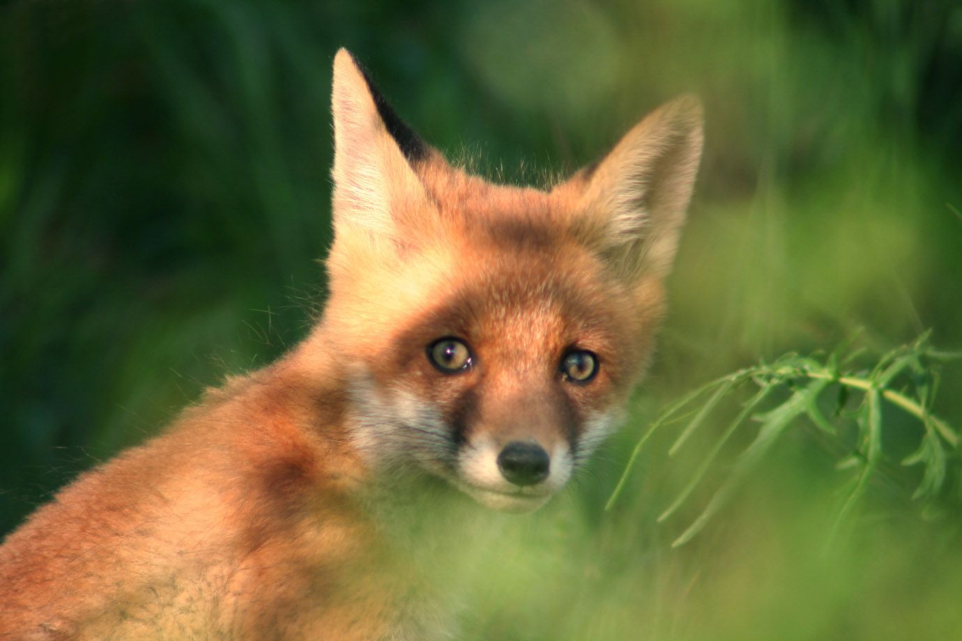 Fox Cub behind branches