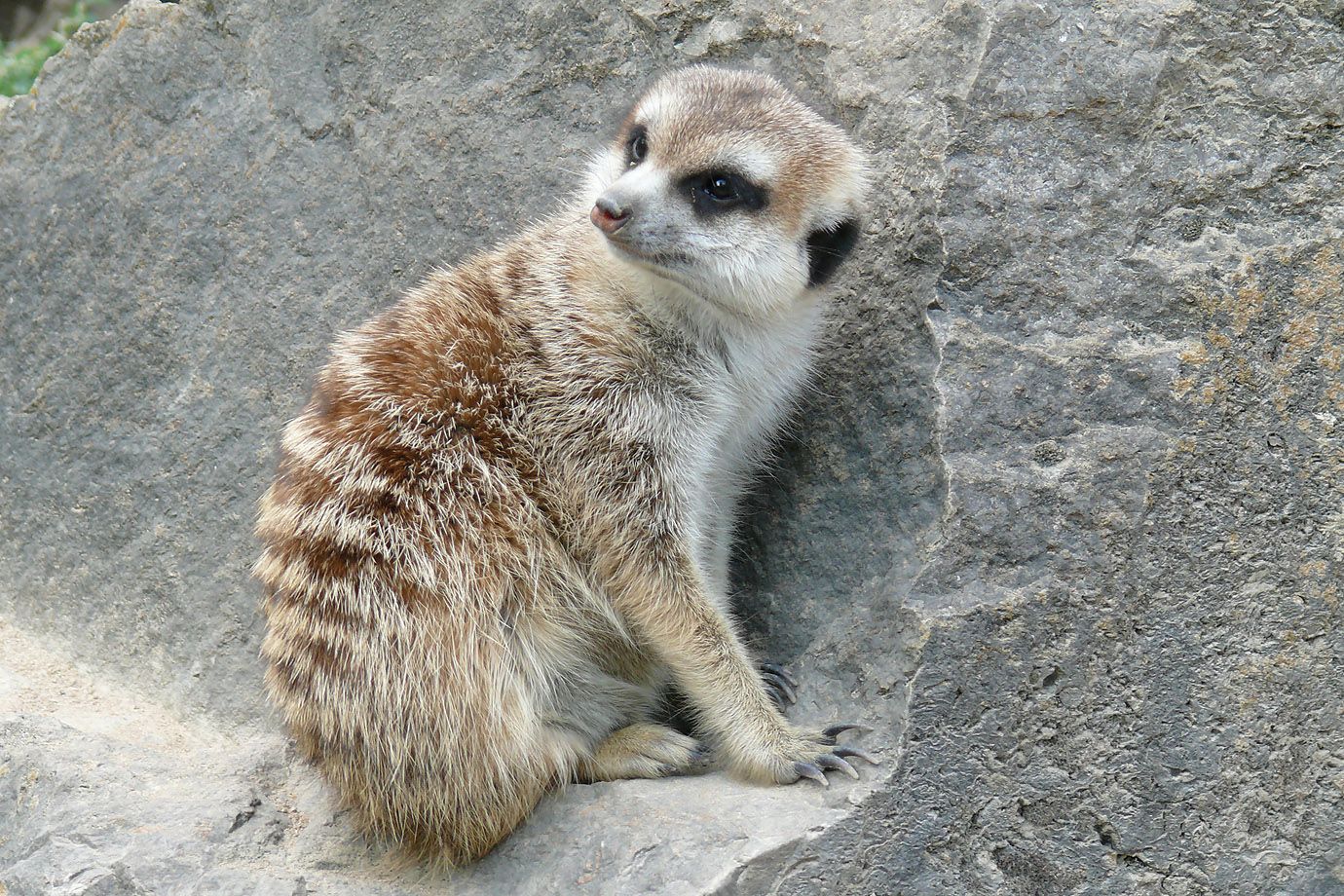 Meerkat (Suricata suricatta) Meerkat (Suricata suricatta)