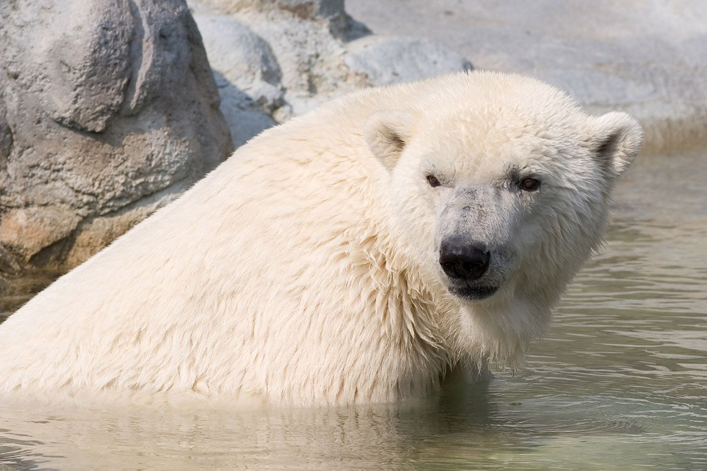 Polar Bear (Ursus maritimus) Polar Bear (Ursus maritimus)