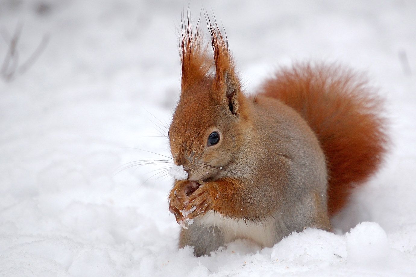 Red Squirrel in the snow Red Squirrel in the snow