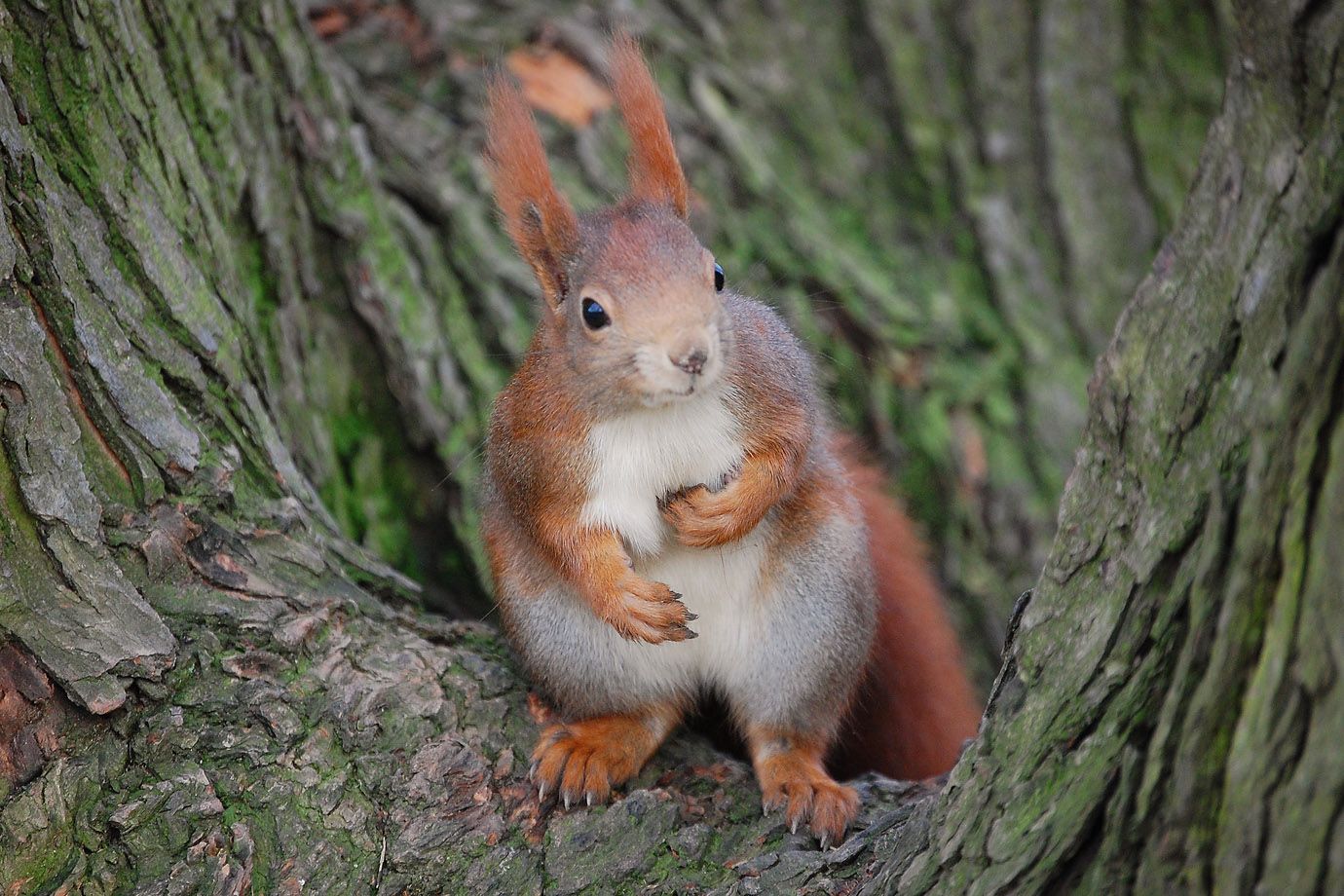 What does the Red Squirrel really think?