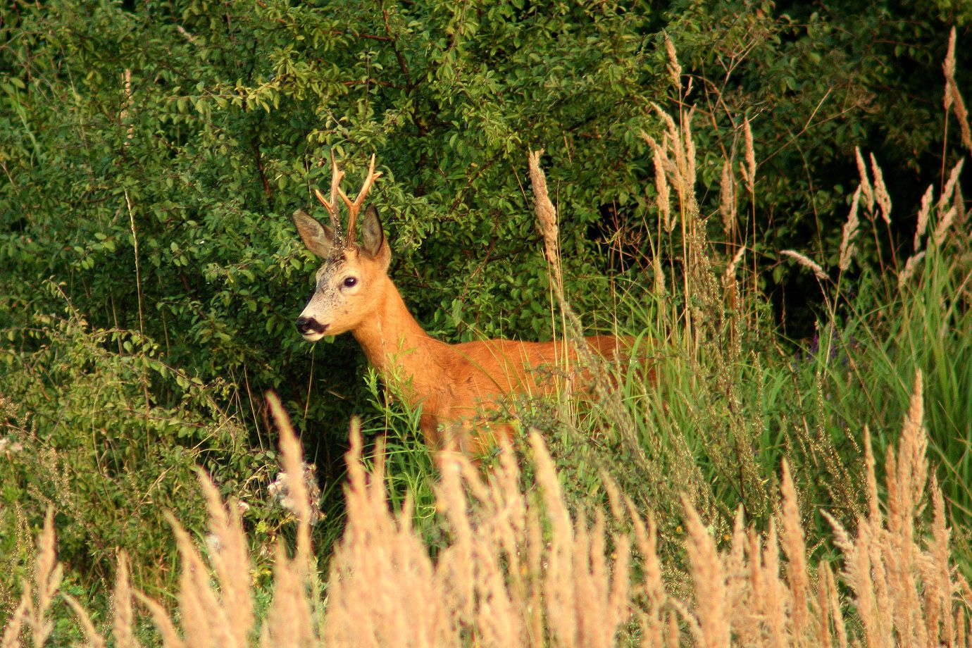 Roebuck behind the high grass Roebuck behind the high grass