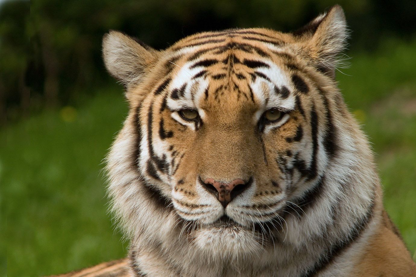Siberian Tiger (Panthera tigris altaica) Siberian Tiger (Panthera tigris altaica)