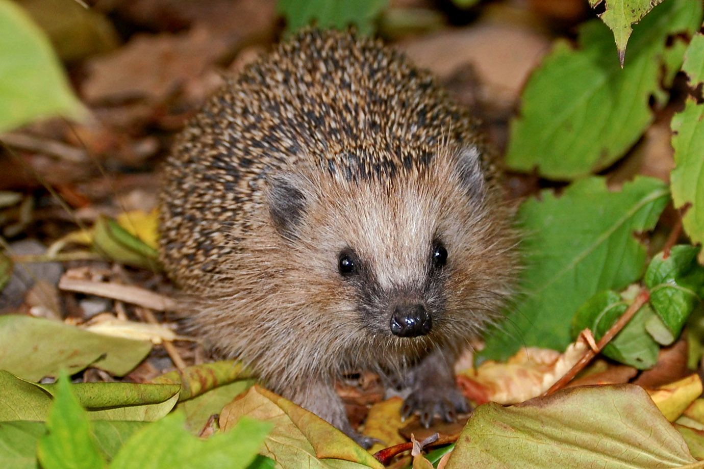As a young animal the Hedgehog has to gain extremely much weight in autumn