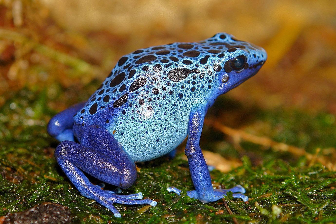 Blue Poison Dart Frog - the name fits better for this frog as for each other blue animal.