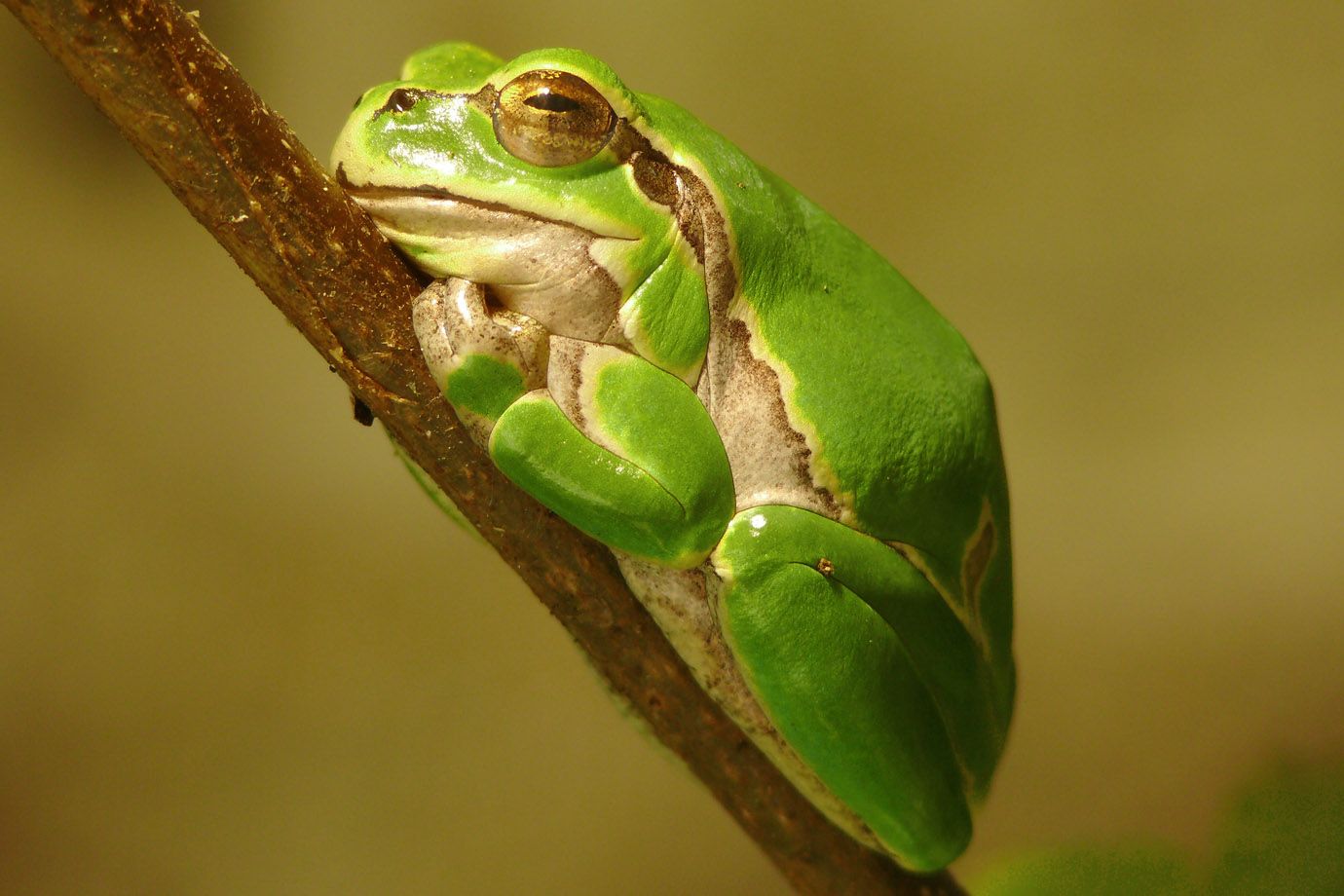 The mini European Tree Frog knows to make itself visibly at home on the twig.