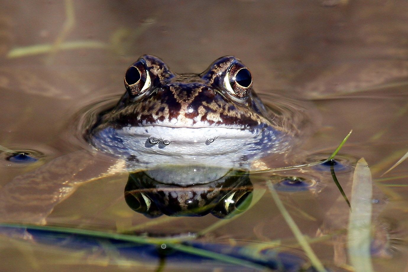 Frog Frog