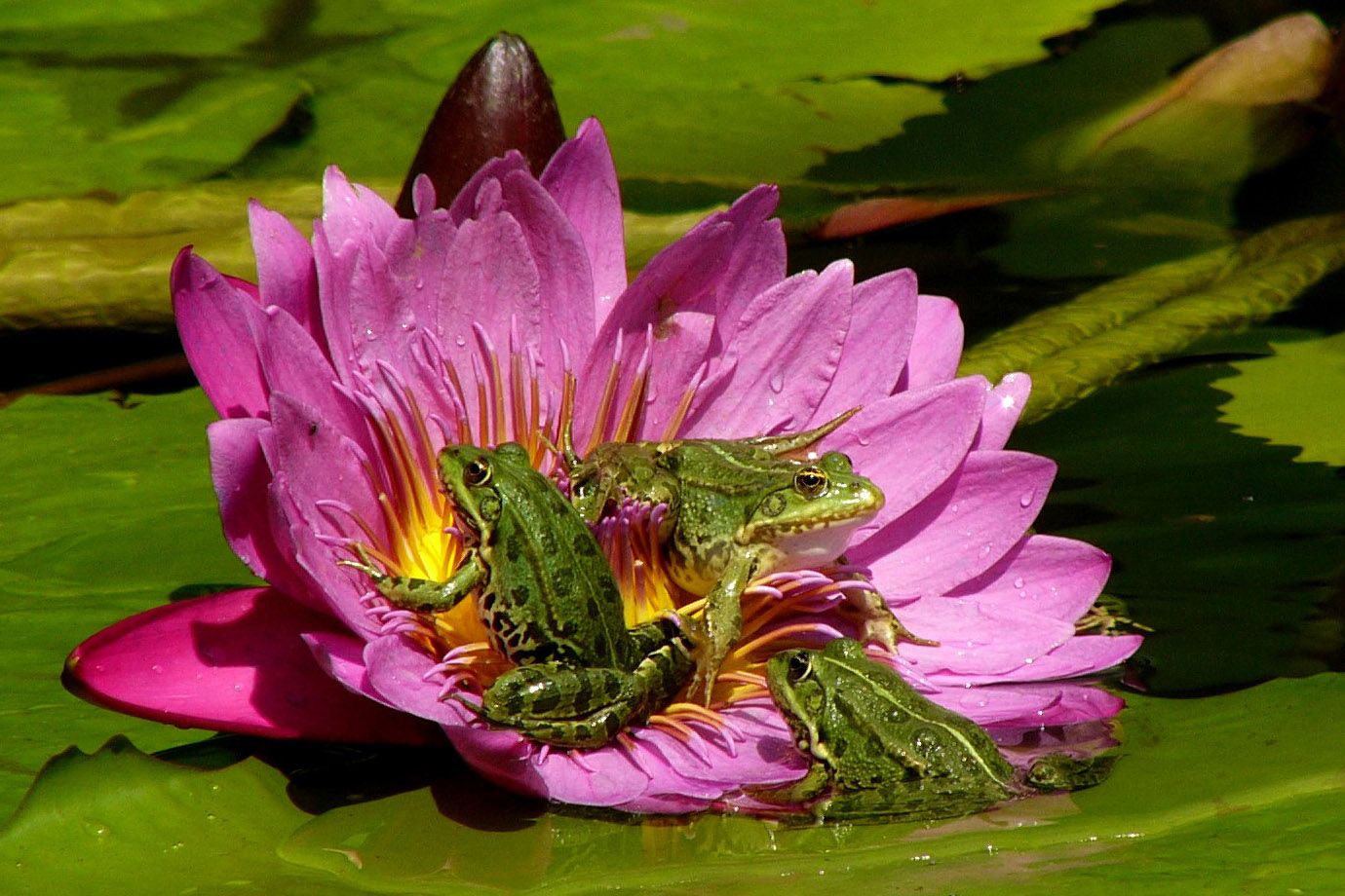 This blossom of the Water Lily seems to be very robust, that it bears the Frogs without problems.