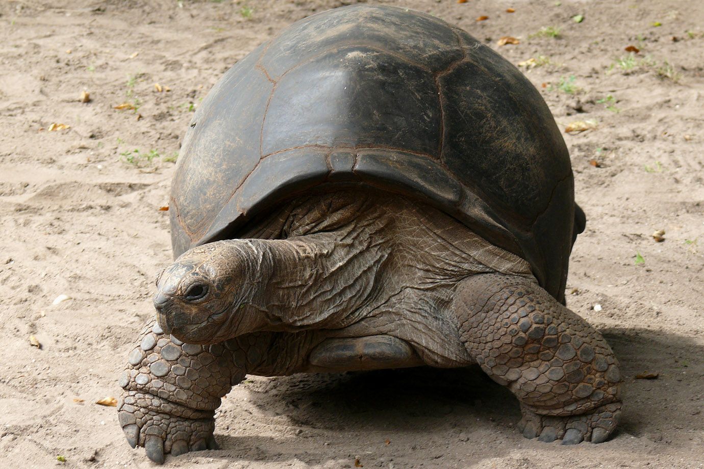 Aldabrachylis gigantea Aldabrachylis gigantea
