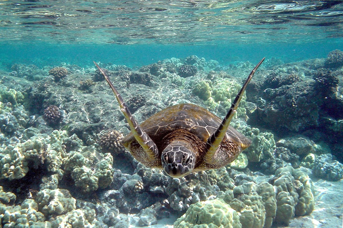 Green Sea Turtle in front of Hawaii Green Sea Turtle in front of Hawaii