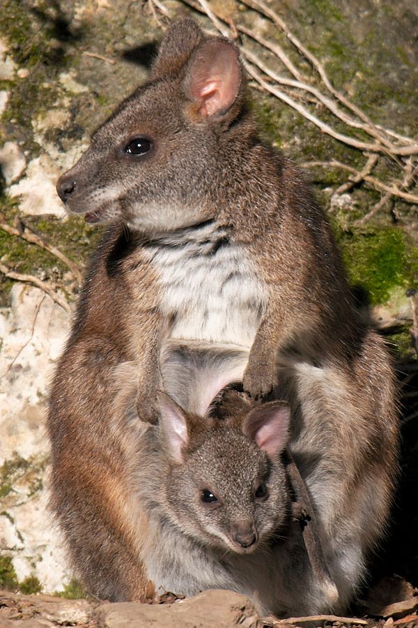 Parma-Wallaby with joey in the sac
