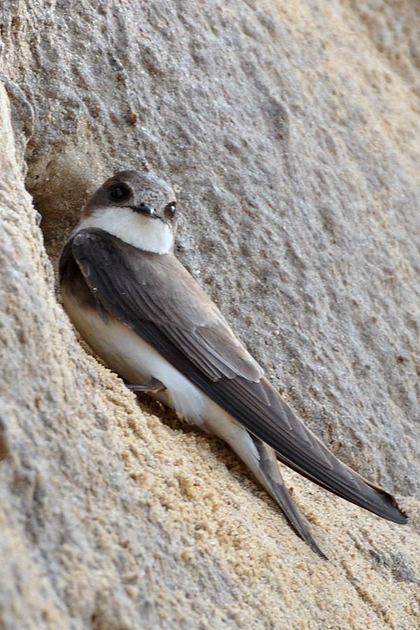 Sand Martin (Riparia riparia) Sand Martin (Riparia riparia)