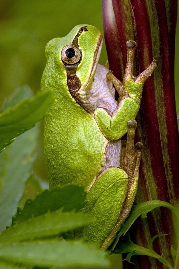 japanese tree frog