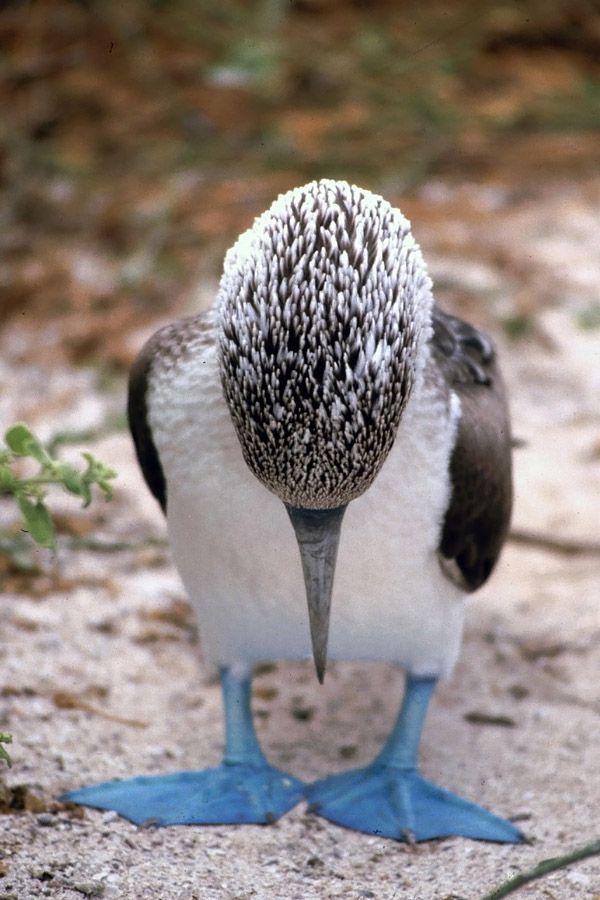 Blue footed booby (Sula nebouxii)