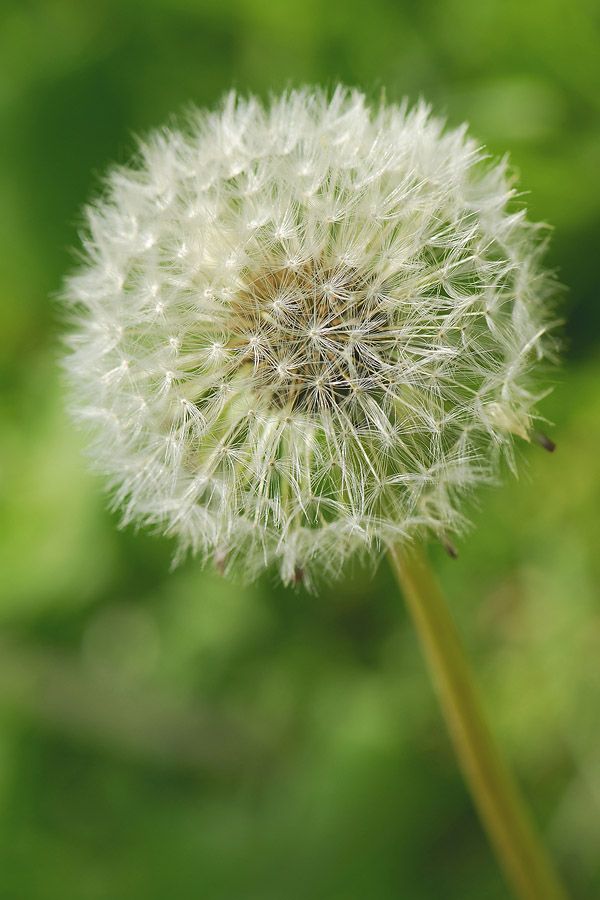 Dandelion (Taraxacum) Dandelion (Taraxacum)