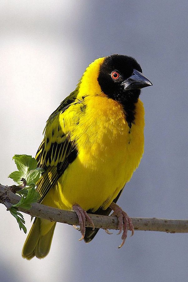 Songbird (Suborder: Passeri) Songbird (Suborder: Passeri)