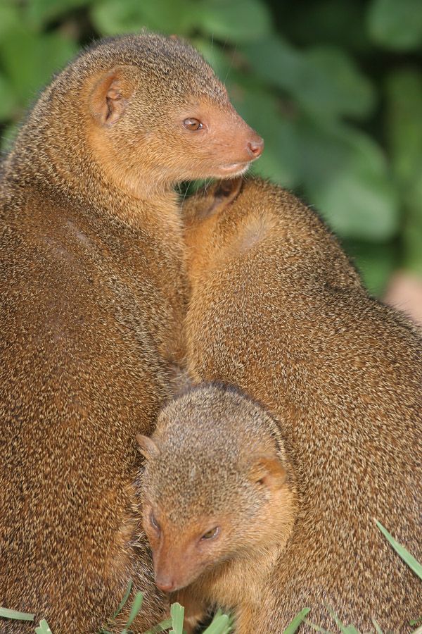 Mongooses (Herpestidae)