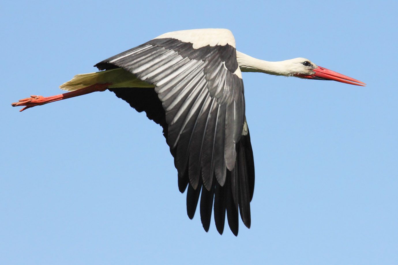 Stork Picture Series White Stork Leaving the Nest - Brilliant Creation